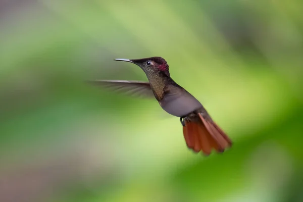 Colibrí Rubí Topacio Chrysolampis Mosquitus Ave Vuelo Colibrí Volando Con — Foto de Stock