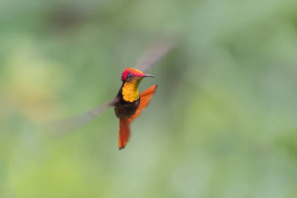 Ruby-topaz hummingbird (Chrysolampis mosquitus) bird in flight. Hummingbird flying with blurred green background. . Wildlife scene from nature. Birdwatching in Trinidad and Tobago.