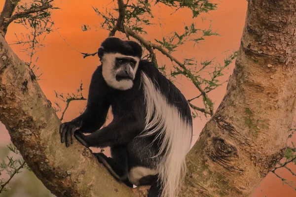 Belo retrato de macaco branco olhando para cima sonhando com liberdade em  fundo preto foto de grande criatura selvagem vida de zoológico de animais  africanos generative ai