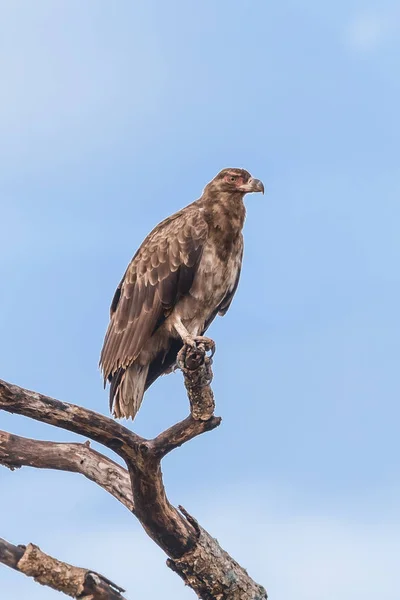 Tawny Eagle Sitting Tree Branch Eating — Stock Photo, Image