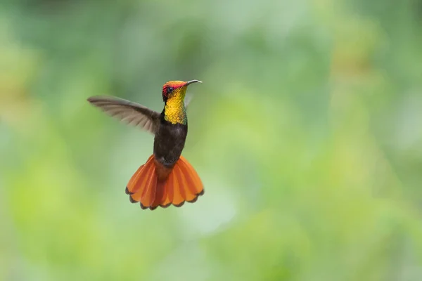 Ruby Topaz Hummingbird Chrysolampis Mosquitus Bird Flight Hummingbird Flying Blurred — Photo