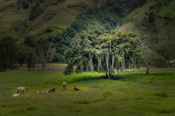 Wax Palm Trees Native Humid Montane Forests Andes Towering Landscape — Stok fotoğraf