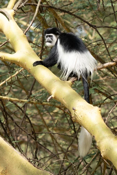 Belo retrato de macaco branco olhando para cima sonhando com liberdade em  fundo preto foto de grande criatura selvagem vida de zoológico de animais  africanos generative ai