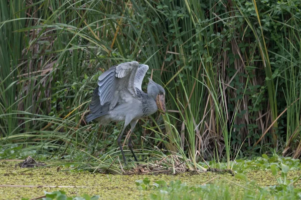 Αφρικανική Balaeniceps Balaeniceps Rex Είναι Ένα Μεγάλο Αφρικάνικο Πουλί Από — Φωτογραφία Αρχείου