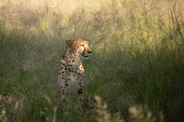 Cheetah Acinonyx Jubatus Ett Kattdjur Som Kallas Det Snabbaste Landlevande — Stockfoto