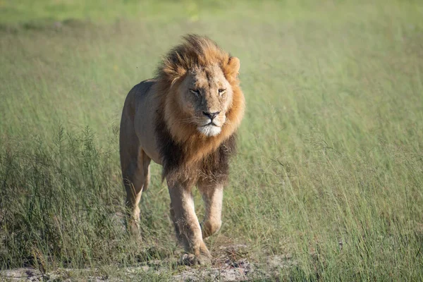 Grande Leone Sdraiato Sull Erba Della Savana Paesaggio Con Alberi — Foto Stock