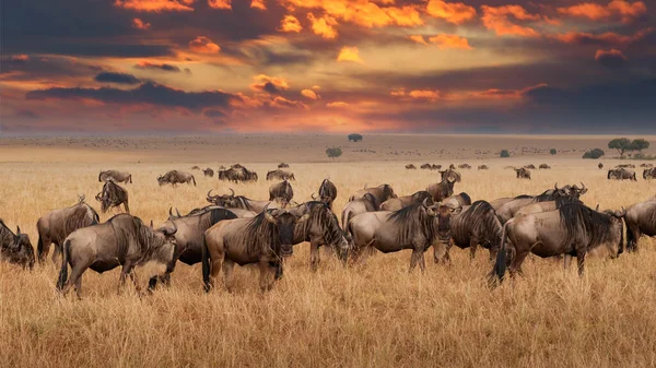 Wildebeest Migration Serengeti National Park Tanzania Africa —  Fotos de Stock