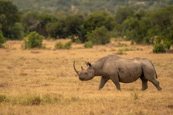 Λευκό Rhinoceros Ceratotherium Simum Square Lipped Rhinoceros Στο Khama Rhino — Φωτογραφία Αρχείου