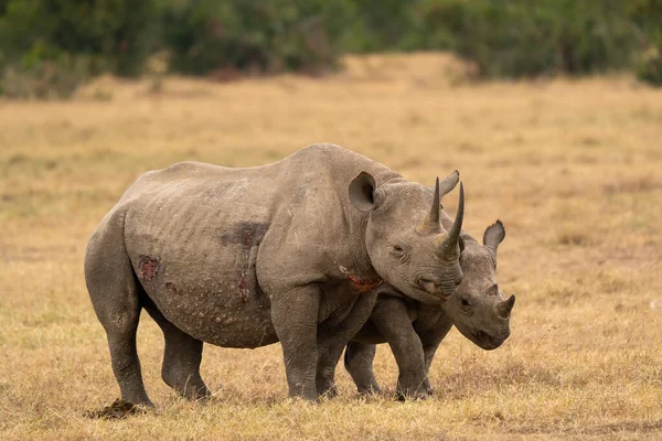 Λευκό Rhinoceros Ceratotherium Simum Square Lipped Rhinoceros Στο Khama Rhino — Φωτογραφία Αρχείου