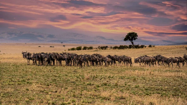 Wildebeest Migration Serengeti National Park Tanzania Africa — Stock Fotó