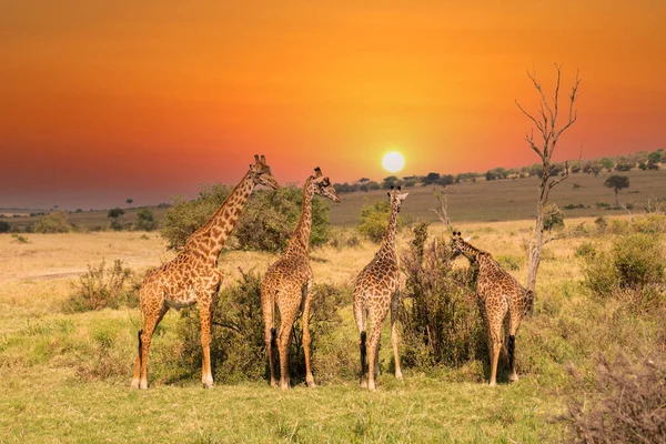 Жираф Перед Національним Парком Амбоселі Кенія Masai Mara Захід Сонця — стокове фото