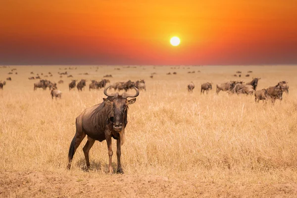 Wildebeest Migration Serengeti National Park Tanzania Africa —  Fotos de Stock