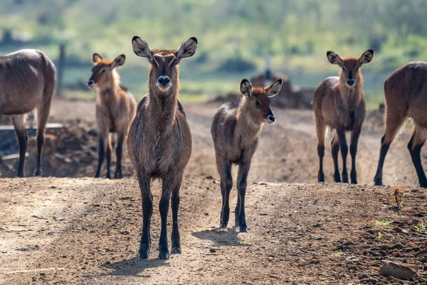Männlicher Wasserbock Kobus Ellipsiprymnus Große Antilope Ostafrika Nettes Afrikanisches Tier — Stockfoto