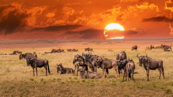 Wildebeest Migration Serengeti National Park Tanzania Africa —  Fotos de Stock