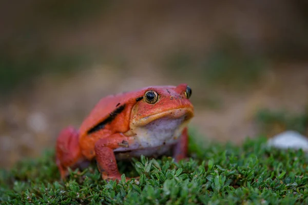 トマト カエル サビトマトガエル False トマト カエルとしても知られています — ストック写真