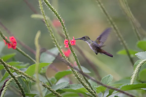 Beija Flor Verde Azul Espumante Violeta Voando Lado Bela Flor — Fotografia de Stock