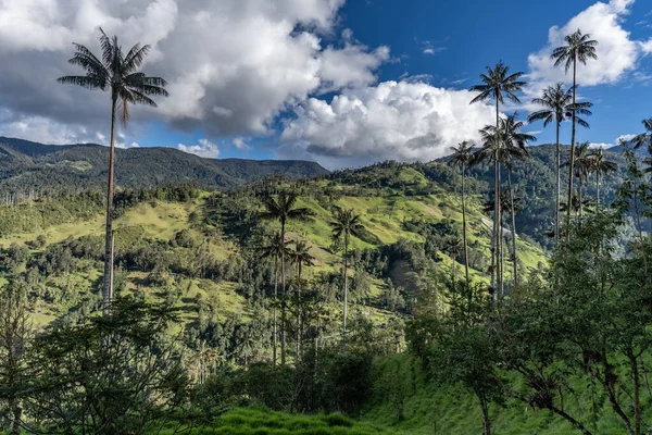 Wax palm trees, native to the humid montane forests of the Andes, towering the landscape of Cocora Valley at Salento, among the coffee zone of Colombia