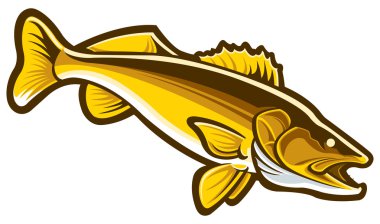 walleye