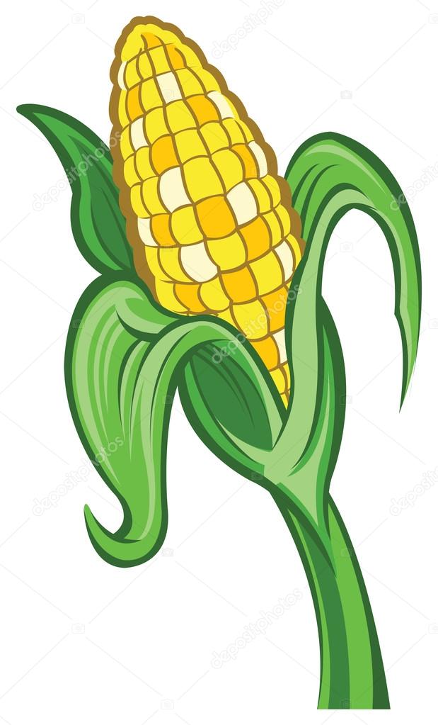 Ear of Corn Stock Vector Image by ©SlipFloat #38141429