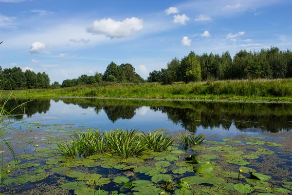 Pond001 — Stock Photo, Image