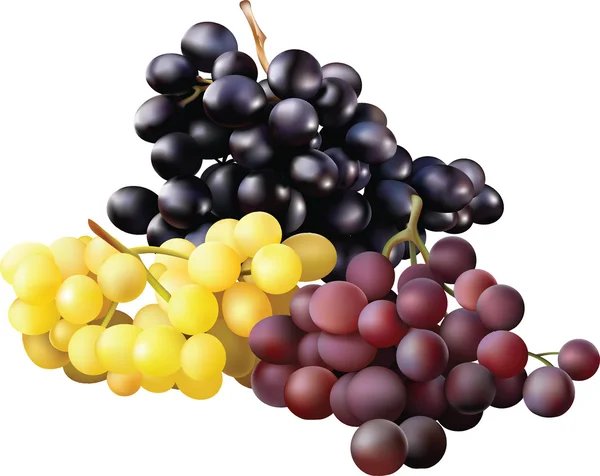 Grape001 — стоковый вектор