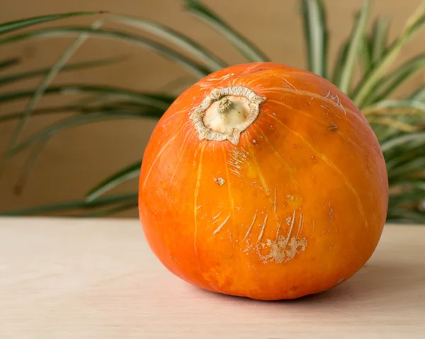 Pumpkins013 — Stock Photo, Image