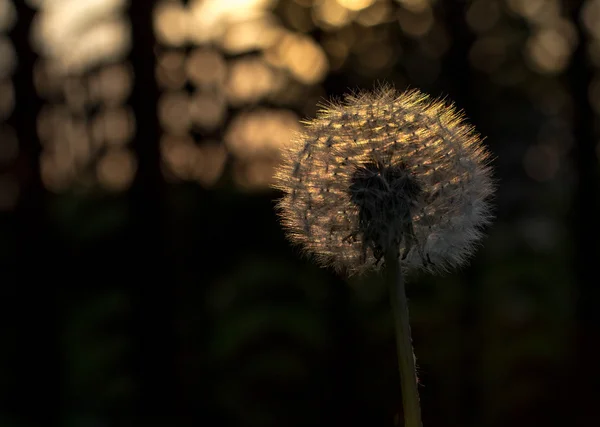 Pusteblume — Stockfoto