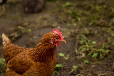 Otların üzerinde otlayan tavuk sürüsü.