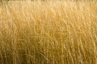 Sarı sonbahar çimenleri, altın manzarası