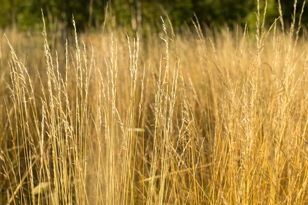 Żółta jesienna trawa na polu, złoty krajobraz — Zdjęcie stockowe