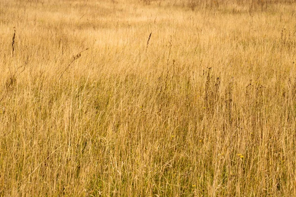 Осенняя Трава Поле Пейзаж Желтых Тонах — стоковое фото