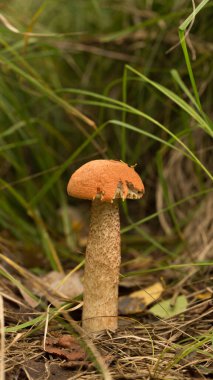 Çimenlerde tatlı çörekler yetişiyor. Güzel, küçük, kahverengi bir cep şapkası odak noktasında. Vejetaryen diyeti..