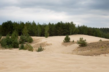 Sonbahar gökyüzünün altında kum tepeleri ve orman, kum ve parlak bulutlar