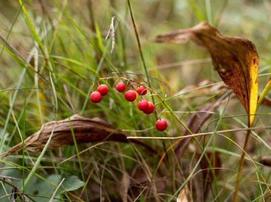 Sonbahar ormanında vadideki kırmızı ve güzel nilüferler