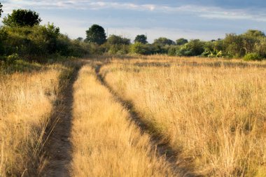 Sonbahar otları tarlada, manzara sarı tonlarda.