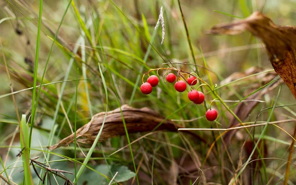 Rode Mooie Lelie Van Dalbessen Het Herfstbos — Stockfoto