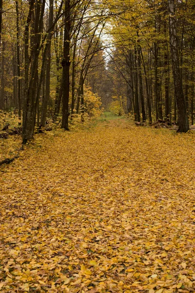 Осеннее Настроение Парке Лесу Золотая Листва Украшает Пространство — стоковое фото