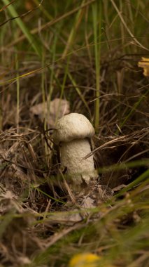 Çimenlerde tatlı çörekler yetişiyor. Güzel, küçük, kahverengi bir cep şapkası odak noktasında. Vejetaryen diyeti..