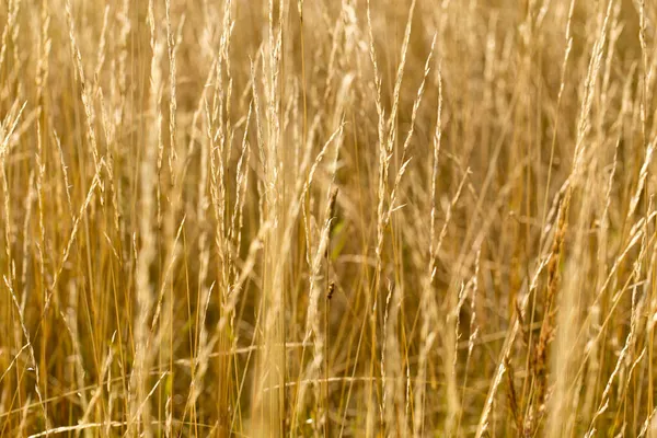 Осіння Трава Полі Пейзаж Жовтих Тонах — стокове фото