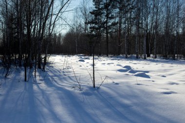 Kış güzel manzarası Ağaç donuyla kaplı ağaçlar