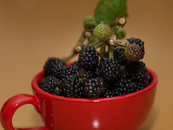 Blackberry с полезными и целебными свойствами для всего организма — стоковое фото