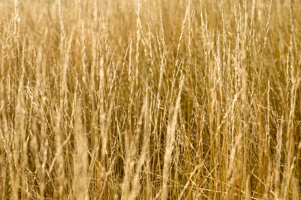 Жовта осіння трава в полі, золотий пейзаж — стокове фото
