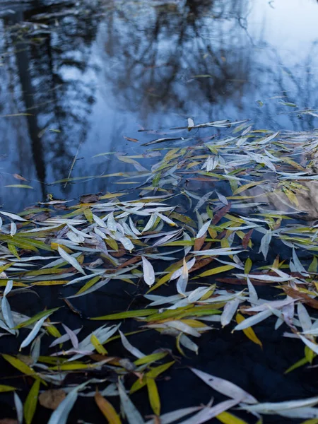 Willow leaves lie on the water as a carpet — Stock Photo, Image