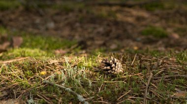 Orman yosunu, ilginç ve kullanışlı bir bitki.