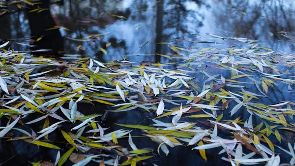 Willow leaves lie on the water as a carpet — Stock Photo, Image