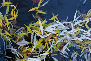 Söğüt yaprakları halı gibi suyun üzerinde yatıyor.