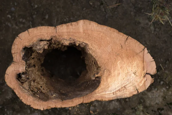 Hornissen nisten in der Mulde eines alten Baumes — Stockfoto