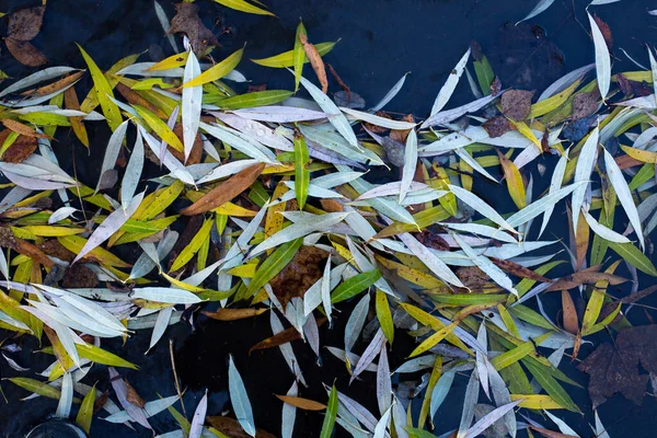 Willow leaves lie on the water as a carpet — Stock Photo, Image