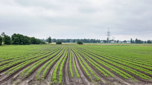 Pole s mladými výhonky zemědělské plodiny, zemědělství — Stock fotografie