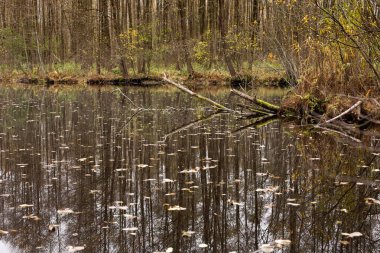 Forest lake in autumn, reflection of falling flies